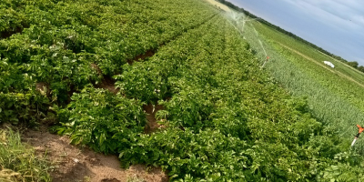 Sprzedam 16 ton ziemniak&oacute;w odmiany Carrera. M&acirc;rsani, hrabstwo Dolj.