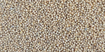 Good morning, Semtorg company has white mustard 22 t