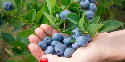 We specialize in producing and supplying fresh, top-grade blueberries