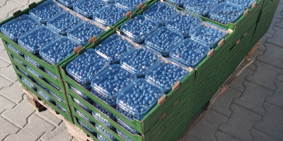 Ładna twarda bor&oacute;wka świeżo rwana