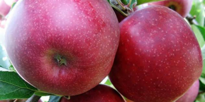 I will sell Red Prince apples, size 65 or