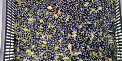 We offer Frozen Wild blueberries LT Orginal : Lithuania