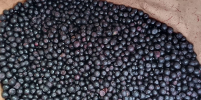 We offer Frozen Wild blueberries LT Orginal : Lithuania