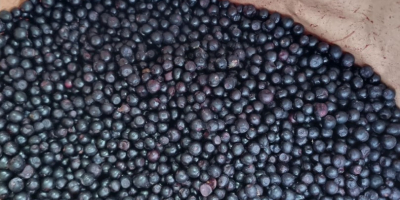 We offer Frozen Wild blueberries LT Orginal : Lithuania