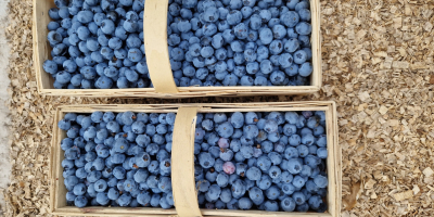 Sprzedam owoce bor&oacute;wki Bluegold. Duże owoce.