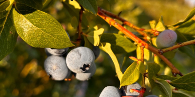 Sprzedam borówkę ekologiczną z certyfikatem agrobiotest .Ilość od 250