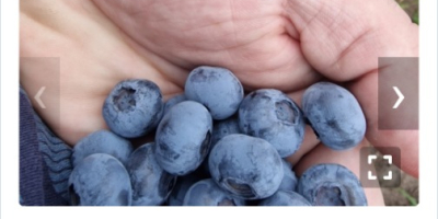 Witam mam do sprzedania świeżo zerwanego bluecrop kal 12+