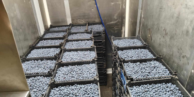 Witam mam do sprzedania świeżo zerwanego bluecrop kal 12+