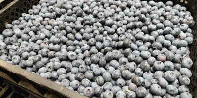 Witam mam do sprzedania świeżo zerwanego bluecrop kal 12+
