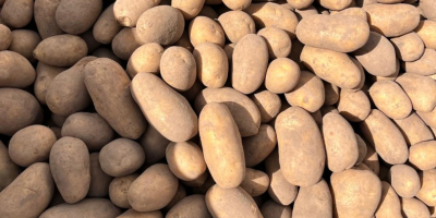 Witam Sprzedam ziemniaki Qinna ,Ignacy, czerwone ziemniaki i inne