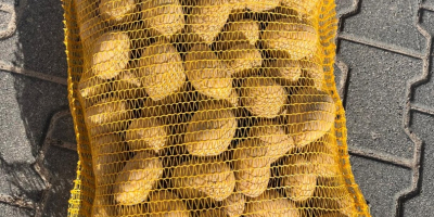 Witam Sprzedam ziemniaki Qinna ,Ignacy, czerwone ziemniaki i inne