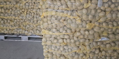 Witam Sprzedam ziemniaki Qinna ,Ignacy, czerwone ziemniaki i inne