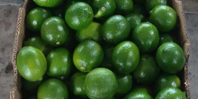 Fresh Limes Tahiti Colombia Dostępne wszystkie kalibry Opakowanie: karton