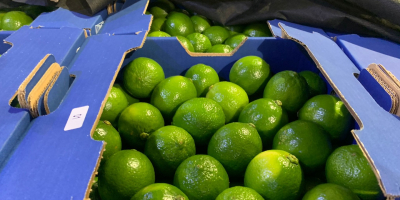 Fresh Limes Tahiti Colombia Dostępne wszystkie kalibry Opakowanie: karton