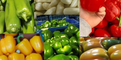 Świeże limonki Tahiti Kolumbia Dostępne wszystkie kalibry Opakowanie: karton