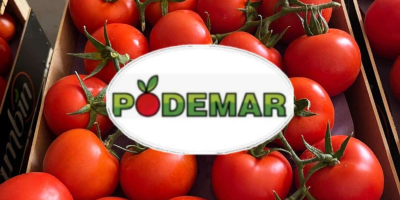 Świeże limonki Tahiti Kolumbia Dostępne wszystkie kalibry Opakowanie: karton