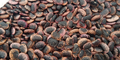 Witam posiadamy na sprzedaż fasolę jaś karłowy , rozmiar