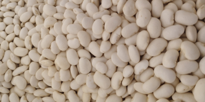 Witam posiadamy na sprzedaż fasolę jaś karłowy , rozmiar