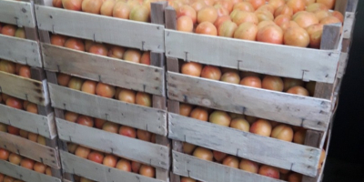Cebula „Pogačar” (Stuttgarter Reisen) opakowanie miękkie 10 kg. Ręcznie