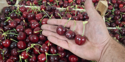 Cebula „Pogačar” (Stuttgarter Reisen) opakowanie miękkie 10 kg. Ręcznie