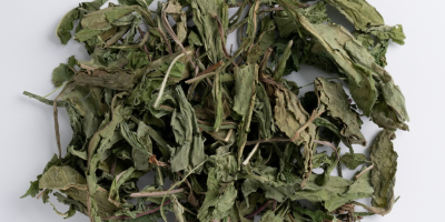 organiczny liść mniszka lekarskiego, Taraxacum officinale folia