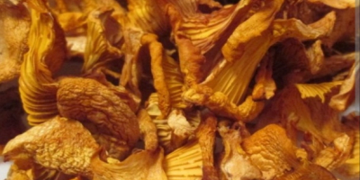 Oferujemy grzyby leśne (borowiki, kurki). Suszone lub mrożone.