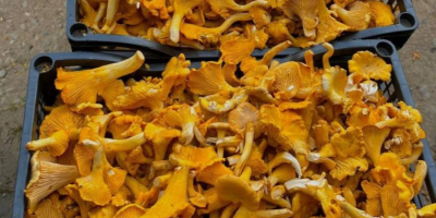 Sprzedajemy kurki, duże ilości. Cena może być niższa lub