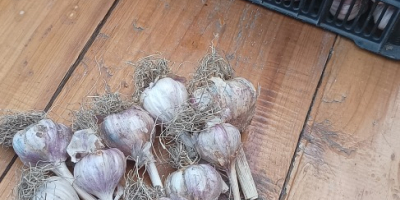 Sprzedam czosnke harnaś cena:0.50-1zł za sztukę lub 20 zł