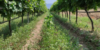 Do sprzedania partie wysokiej jakości winogron na zbiór w