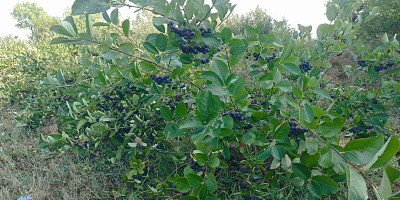 Organiczna aronia z certyfikatem. Produkt wysokiej jakości