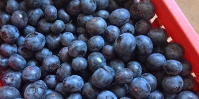 Borówka z własnej plantacji, odmiana Bluecrop. Owoce są bardzo