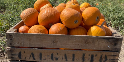 Hurtownia dyń Halloween o różnej gramaturze już od końca