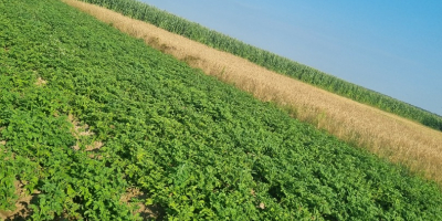 Witam sprzedam większą ilość swojskich ziemniaków odmiany jakie posiadam