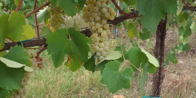 Sprzedam wysokiej jakości winogrona Lambrusco Grasparossa i Trebbiano Modenese.