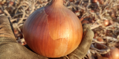 Sprzedam cebulę odmiany Nogal, położoną we wsi Choba, obwód