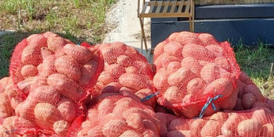 Sprzedam ziemniaki białe i czerwone w dużych ilościach, pakowane