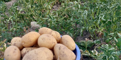 Sprzedam ziemniaki białe i czerwone w dużych ilościach, pakowane