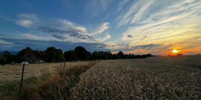 Skupujemy pszenicę pszenżyto żyto owies jęczmień Odbiór ilości tirowe