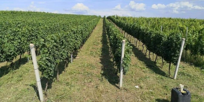 Sprzedam winogrona ze szlachetnej winorośli. Najlepsze odmiany! - Sauvignon