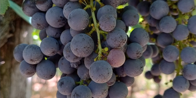 Uva rossa Merlot e Montepulciano, Castelli Romani doc. Situata