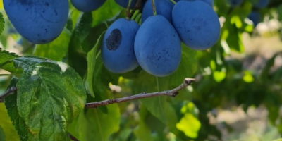 Śliwki typu &quot;Elena&quot; na brandy 0,6 euro/kg Śliwki konsumpcyjne