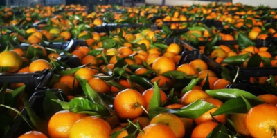 Pomarańcze, mandarynki, kaki w ofercie Miejsce pochodzenia Grecja