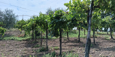 W miejscowości Parolise (AV) sprzedaję czerwone winogrona Aglianico o