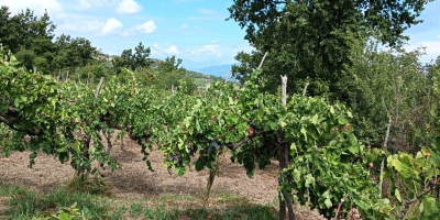 W miejscowości Parolise (AV) sprzedaję czerwone winogrona Aglianico o