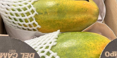 PAPAYA - SAMOLOTEM Pochodzenie: Kolumbia Jakość: Premium Kaliber: 3/4