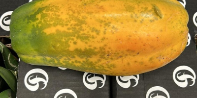 PAPAYA - SAMOLOTEM Pochodzenie: Kolumbia Jakość: Premium Kaliber: 3/4