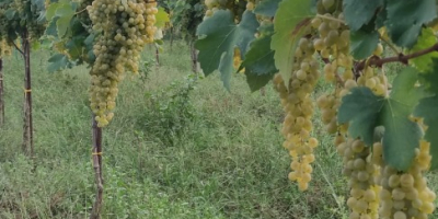 Sprzedam winogrona Falanghina DOC około 17 kwintali, 80 centów