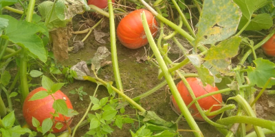 Mam do sprzedania dynię ekologiczną odmiany hokkaido, rodzaj opakowania