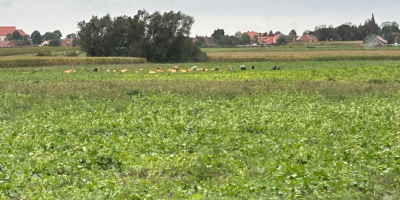 Witam, sprzedam fasolę szparagową żółta i zielona. Ilości tonowe