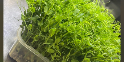 Sprzedam Świeży Groch Microgreens! Wzbogacaj swoje posiłki mikrogreenami grochu,